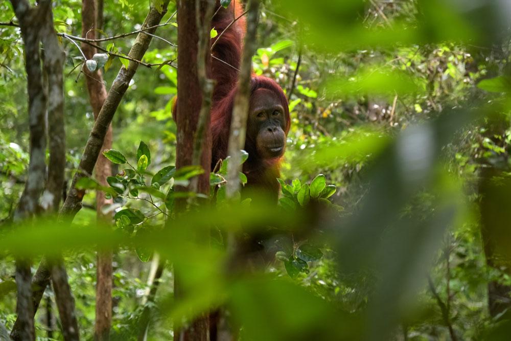Is Palm Oil Evil?